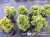 Pušis kalninė ,Winter Gold' (lot. Pinus mugo)